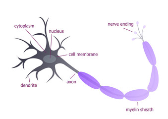 Neuron described illustration