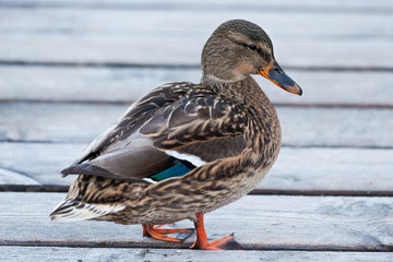 Duck (on Footbridge in Winter)