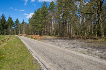 Road through a pine forest in spring