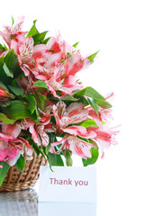 Alstroemeria