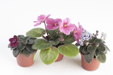 African violet plants over white background