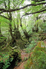 屋久島　白谷雲水峡