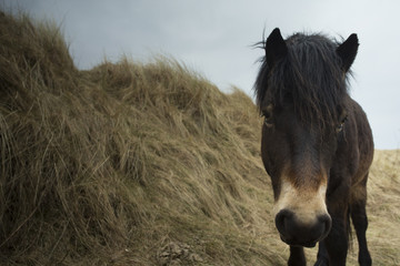 Horse - Equus ferns caballus