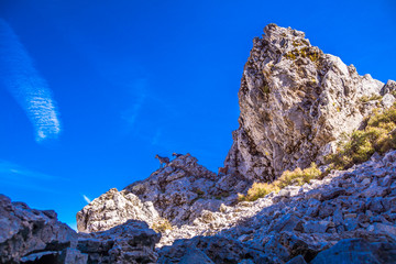 Kri-Kri Wildziegen auf Nida-Hochebene von Kreta
