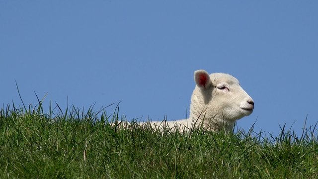 Wei&szlig;es Lamm auf dem Deich