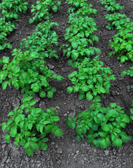 Bushes of potatoes