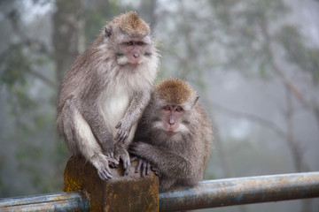 Two monkeys in cloudy weather sit on a metal fencing