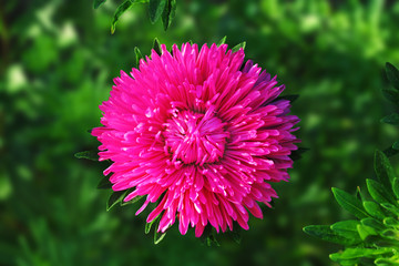 Aster flower