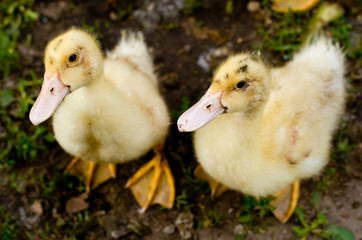 Два маленьких утенка