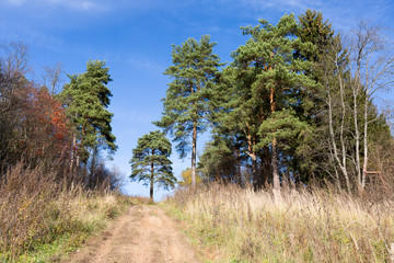 Fototapeta premium Autumn forest