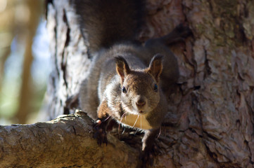 Obraz premium squirrel