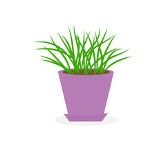 Grass Growing in violet flower pot icon Isolated White Flat 