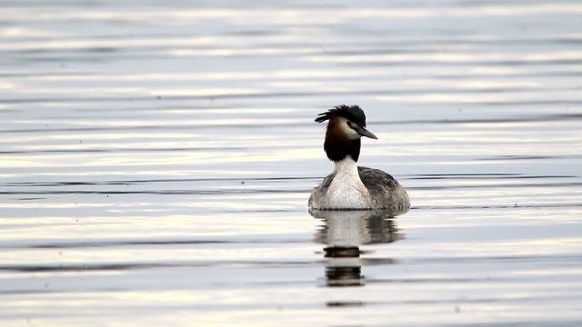 great crested grebe