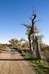 Camino de los Cotos. Navahermosa. Toledo