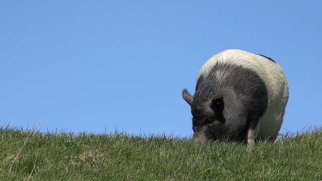 schwein auf der wiese am grasen