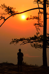 Silhouette of pine tree at sunrise