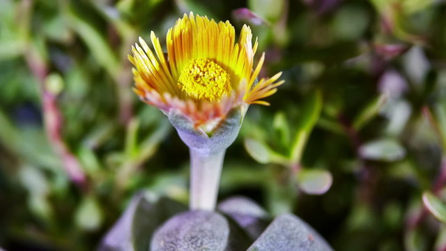 Timelapse of lithops blooming