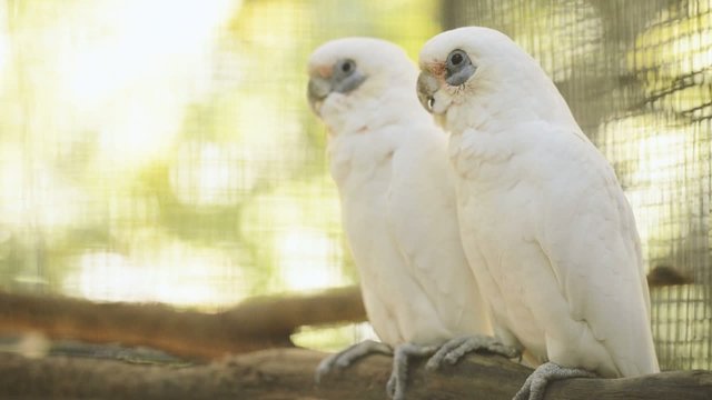 Little Corella at the zoo in the late afternoon.