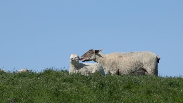 Schaf und Lamm auf der Wiese