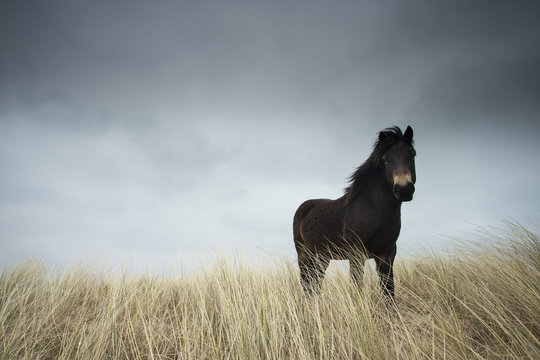 Horse - Equus ferns caballus