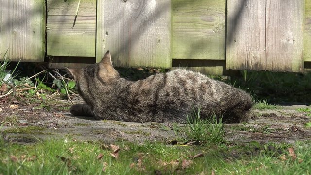 Katze rollt im Garten