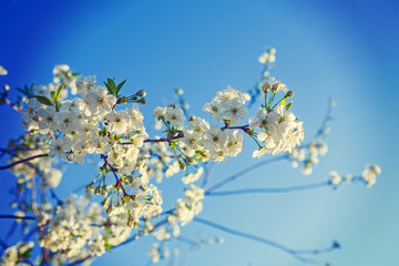branch with blossoming flowers of cherry tree insagram sttile