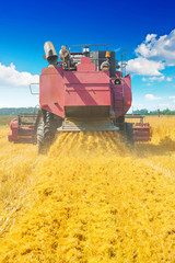 Fototapeta premium combine harvester in work rear view agricultural concept