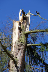 Sturmschaden - Abgebrochener Baum mit Spechthölen