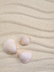 Three seashells on the sand