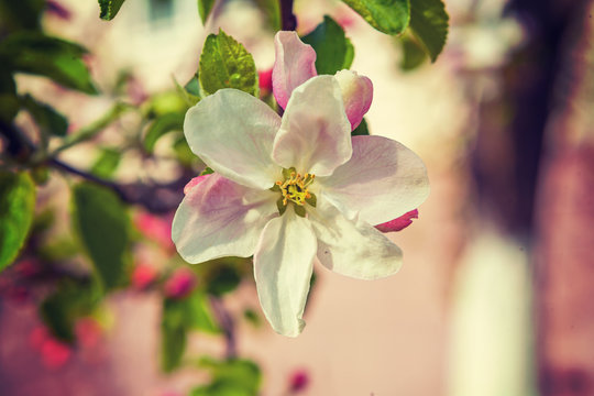 flowers of apple tree insagram sttile