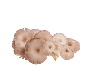 oyster mushroom on white paper background
