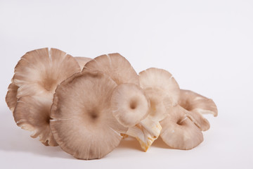 oyster mushroom on white paper background