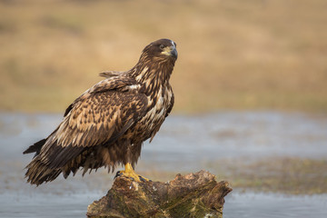 White-taled eagle