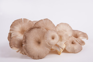 oyster mushroom on white paper background
