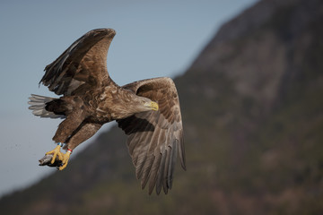 White-tailed eagle flying with catch