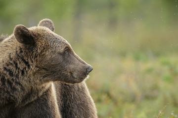 Brown bear in wilderness, Finland