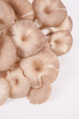 oyster mushroom on white paper background