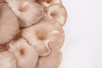 oyster mushroom on white paper background