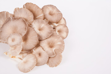 oyster mushroom on white paper background