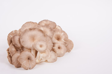 oyster mushroom on white paper background