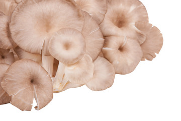 oyster mushroom on white paper background