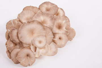 oyster mushroom on white paper background