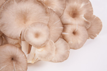 oyster mushroom on white paper background