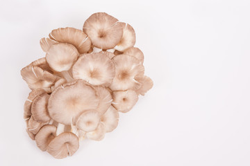 oyster mushroom on white paper background