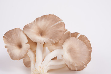 oyster mushroom on white paper background