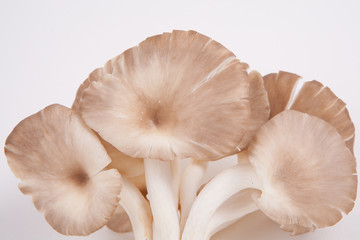 oyster mushroom on white paper background