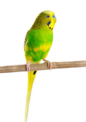 Budgerigar. Parrot.