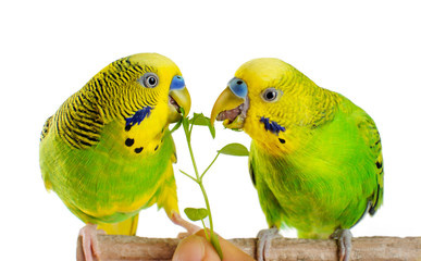 Budgerigar. Parrot.