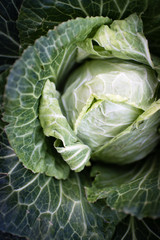 Obraz premium Cabbage
