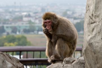 Naklejka premium monkey